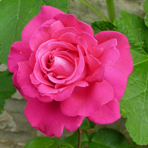 Gärtnerei - Rosa Velasquez® - rosa - teehybriden-edelrosen - stark duftend - Alain Meilland - -